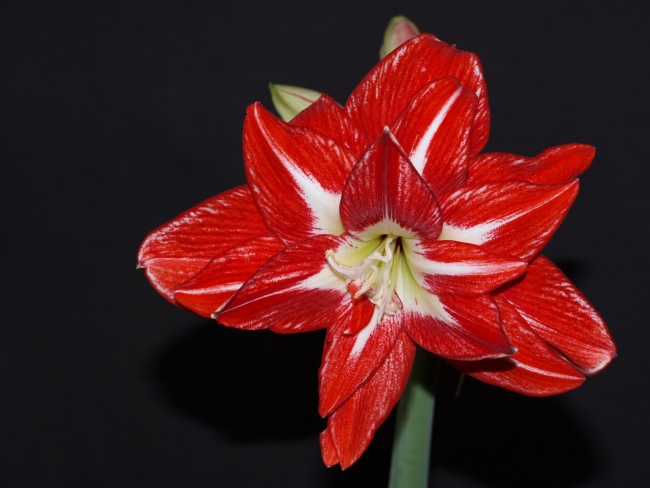 http://www.hradba.cz/obrazky/hvezdniky/Hippeastrum%20Pasadena.jpg